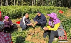 （乡村行·看振兴）广东塘其儿村：小黄姜铺就“金色致富路”